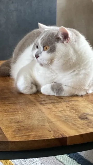 One of the museum's cats