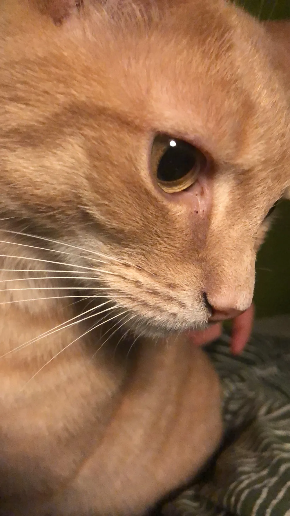 One of the museum's cats