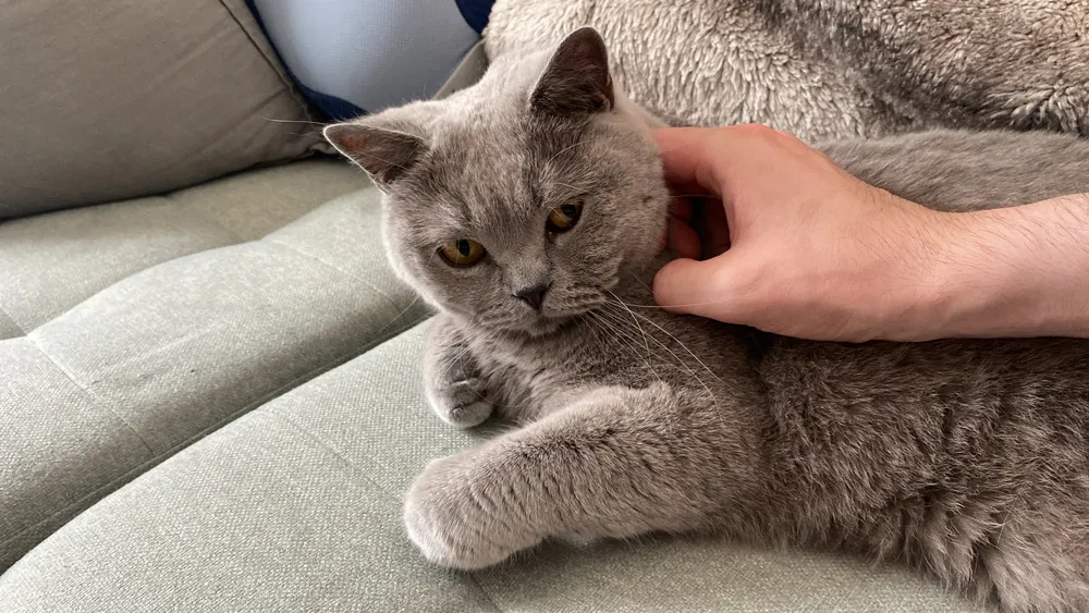 One of the museum's cats