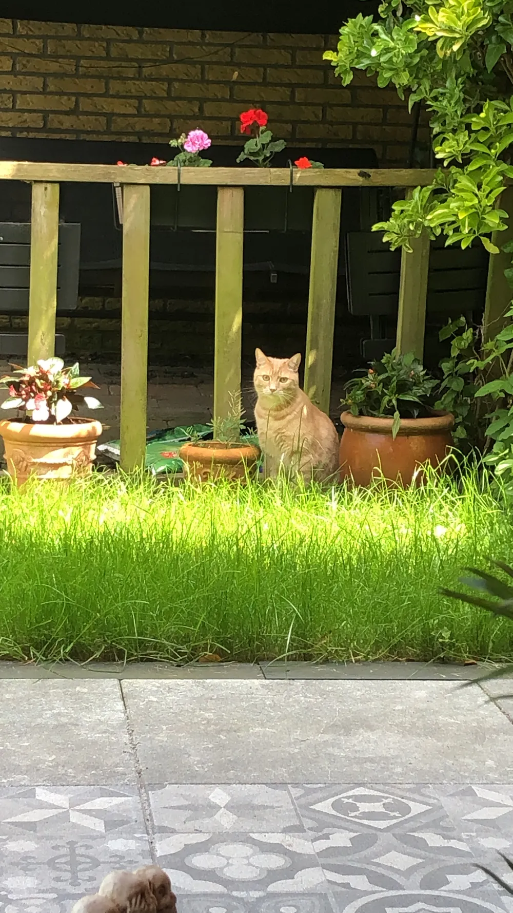 One of the museum's cats