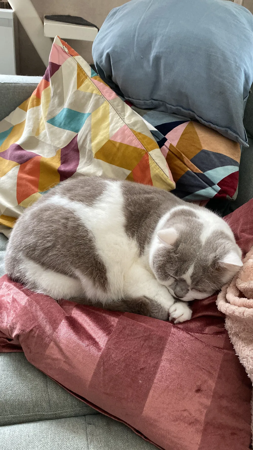 One of the museum's cats