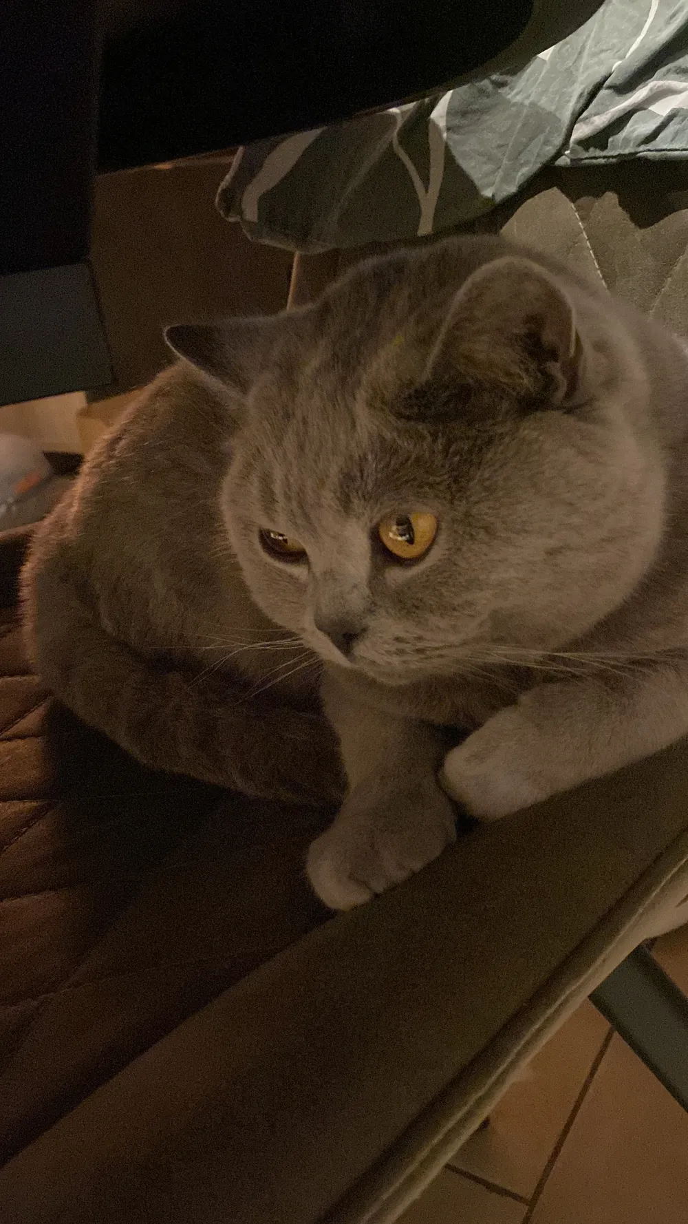 One of the museum's cats