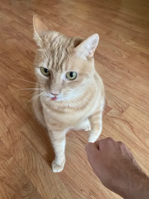 One of the museum's cats