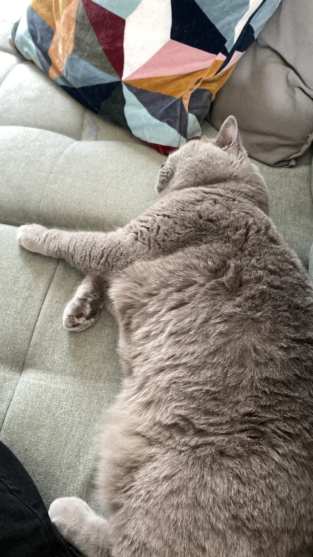 One of the museum's cats