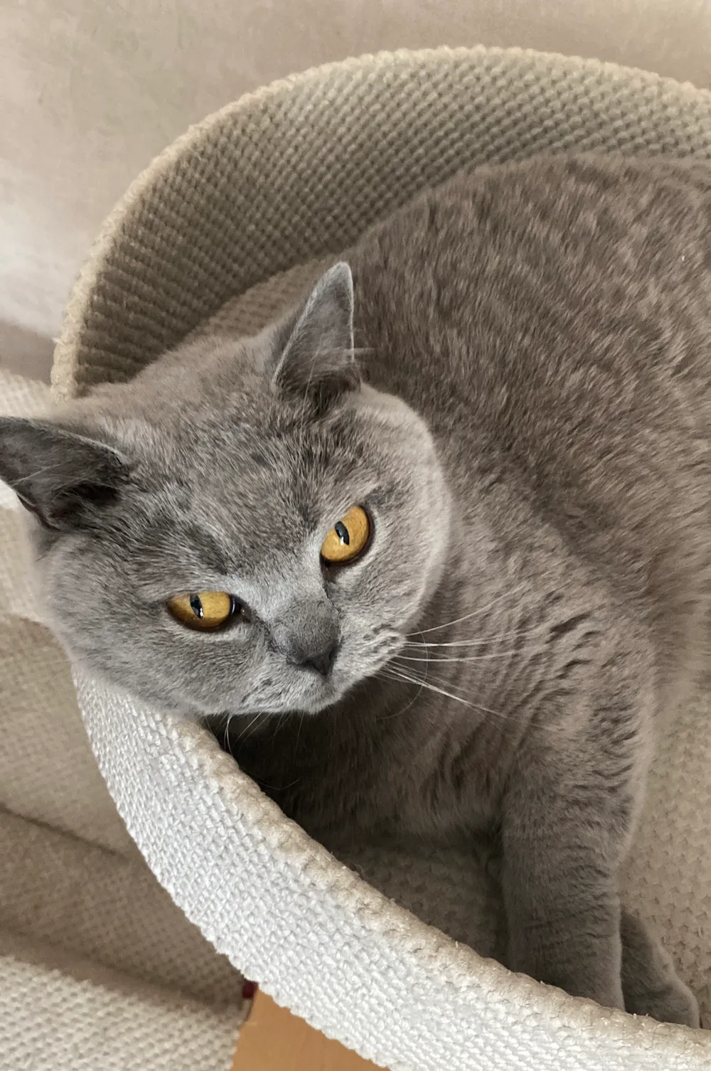 One of the museum's cats