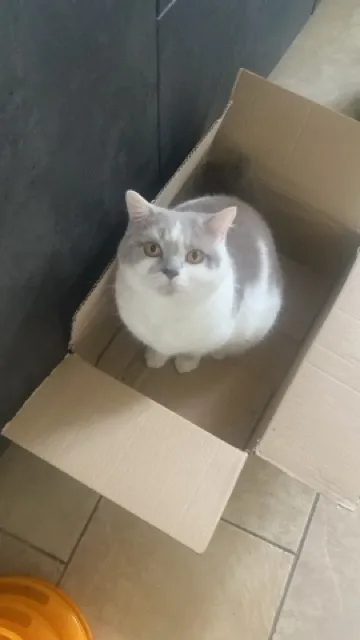 One of the museum's cats