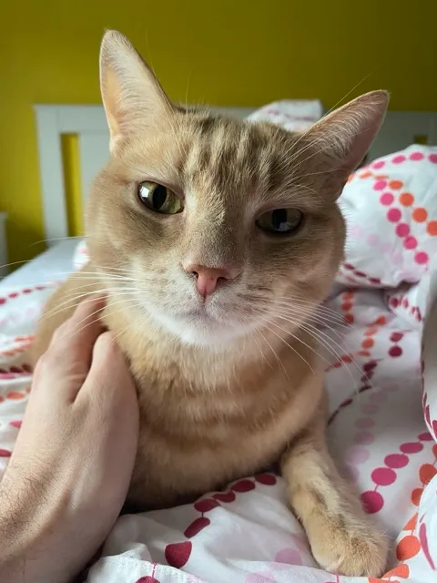 One of the museum's cats