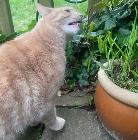 One of the museum's cats