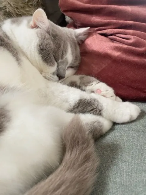One of the museum's cats