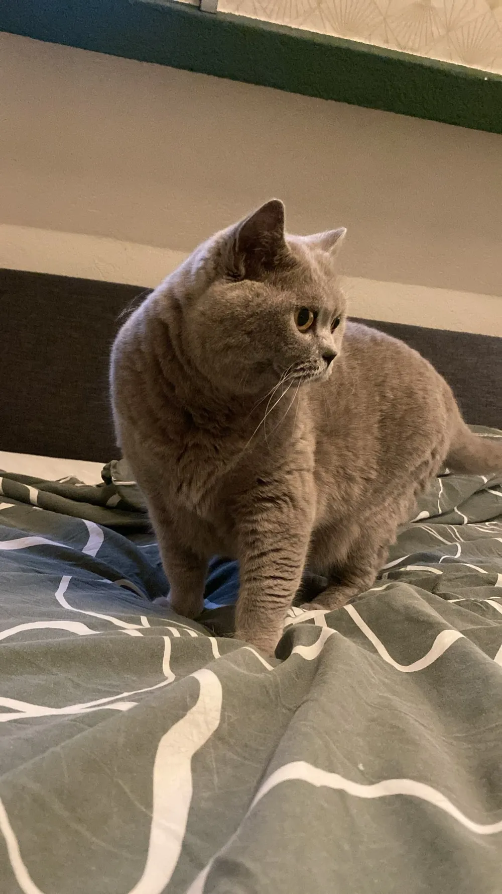 One of the museum's cats