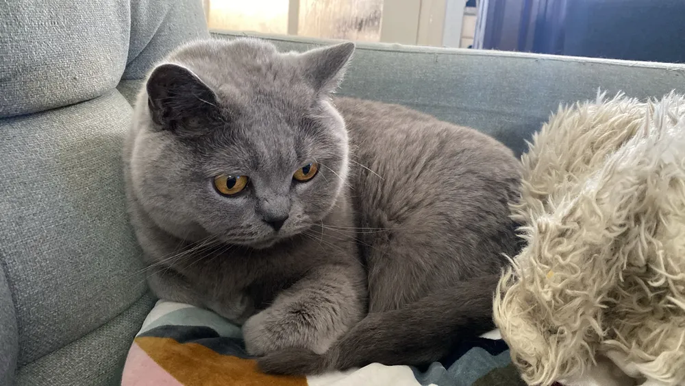 One of the museum's cats
