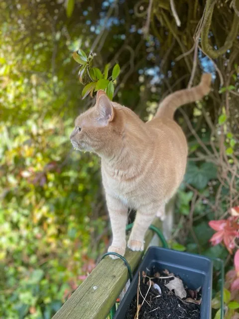 One of the museum's cats