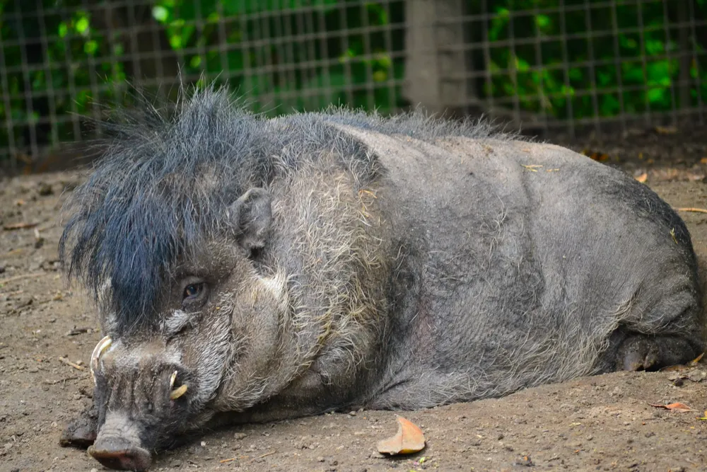 Warthog
