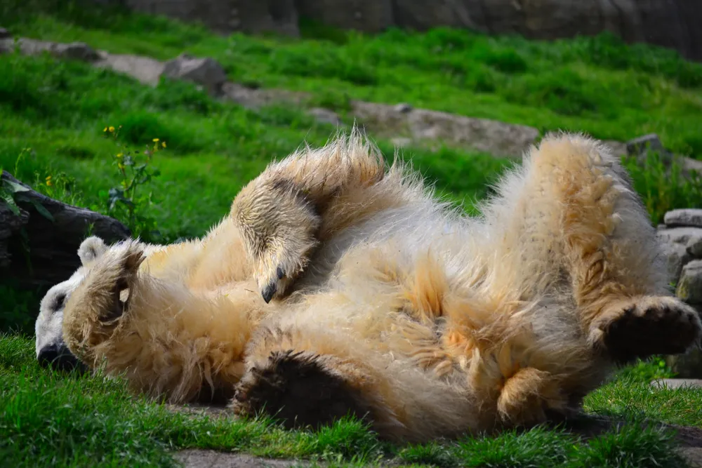 The Playful Polar Bear
