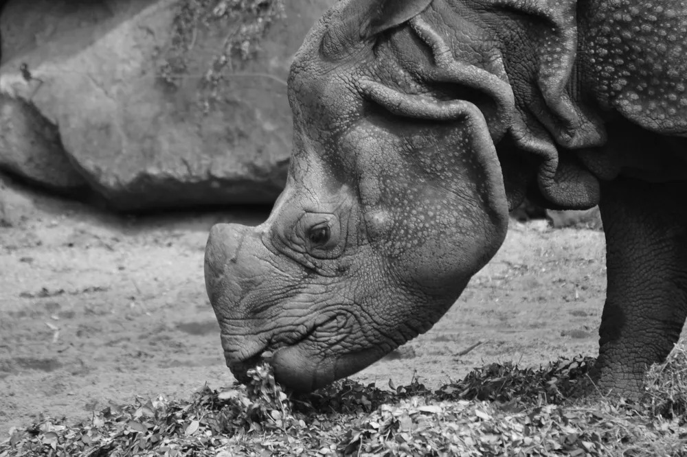 Rhino