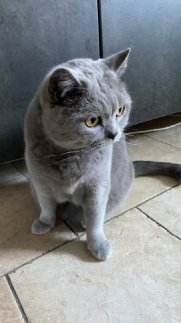 Gijs