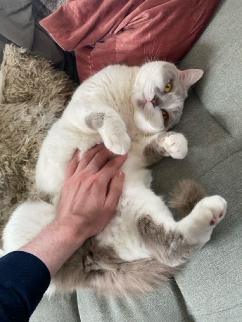 Ollie