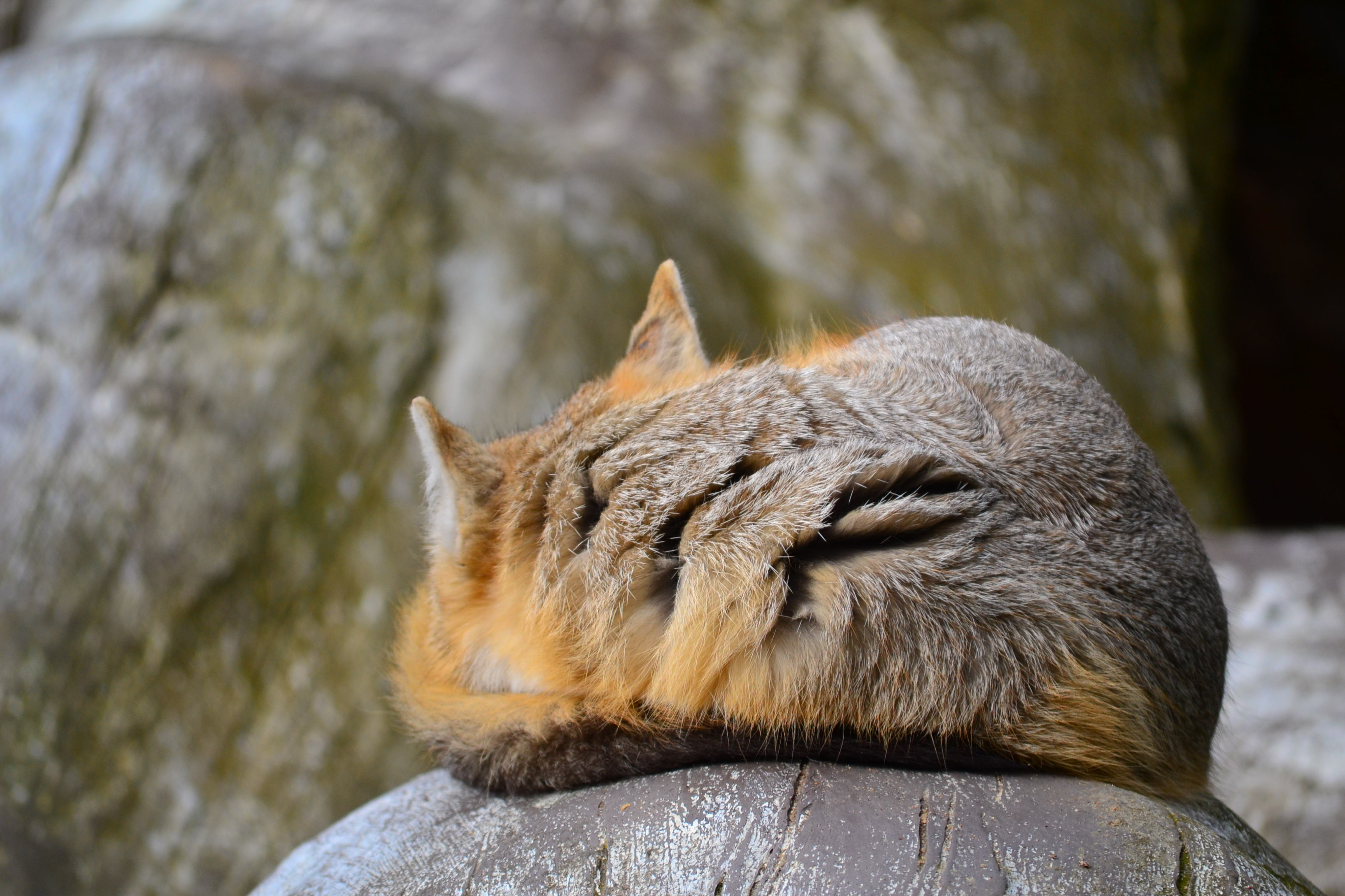 The Sleepy Fox