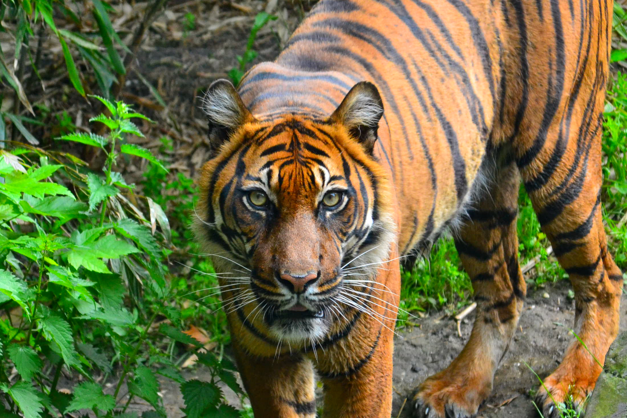 The Threatening Tiger